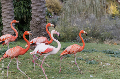 A group of pink flamingos walking along a grassy lawn