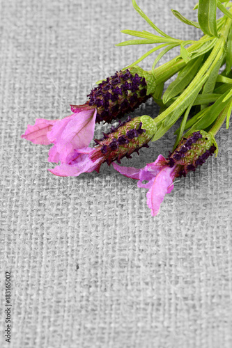 Fototapeta Naklejka Na Ścianę i Meble -  Lavender flowers on hessian fabric with selective color