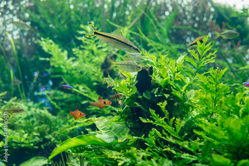 Beautiful fishes and green plants at freshwater aquarium