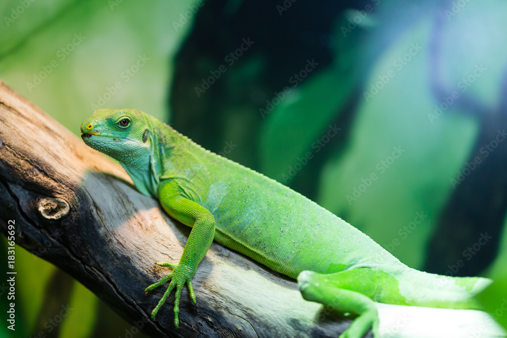 Fototapeta premium Brachylophus fasciatus