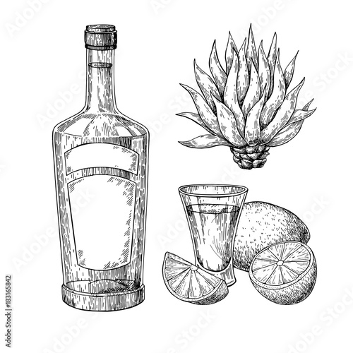 Tequila bottle, blue agave and shot glass with lime. Mexican alcohol drink vector drawing