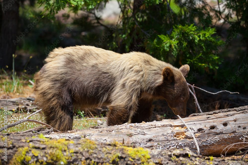 California black bear in Sequoia NP, USA