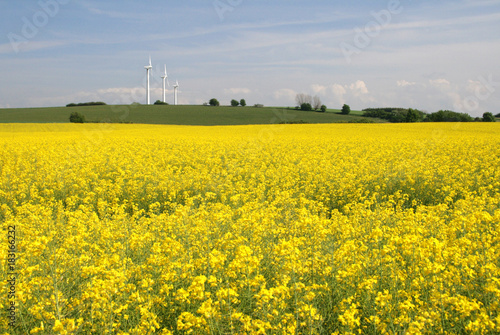 Rapeseed field with windmills in the background