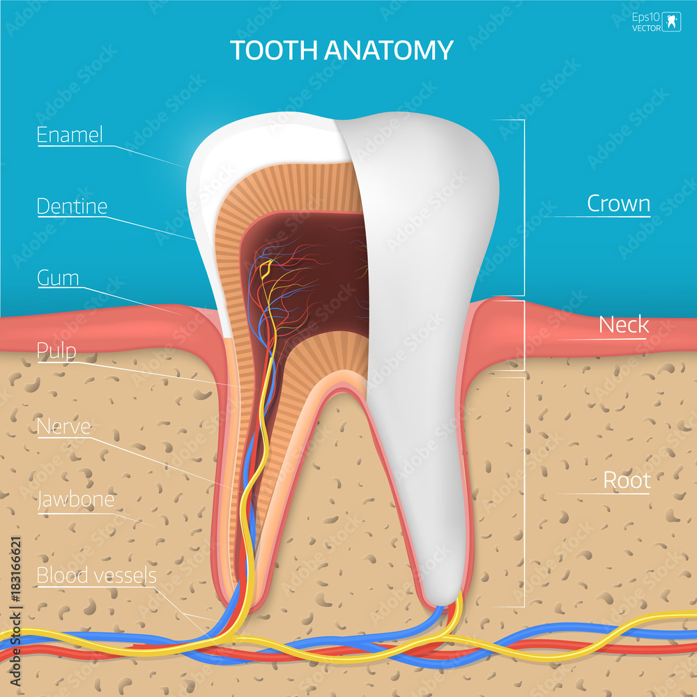 Obraz premium Vector tooth structure. Cross Section Anatomy with all parts.