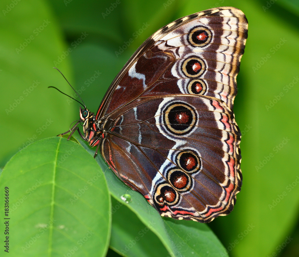 Fototapeta premium Brown butterfly sitting on a green leaf