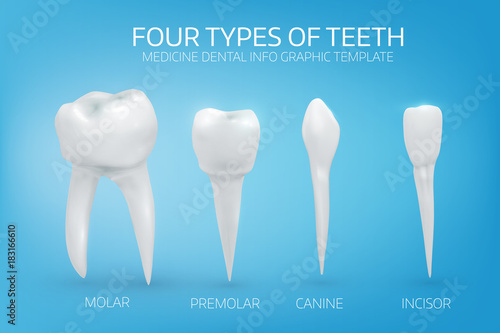 Bilde på lerret Anatomically realistic illustration of the types of human teeth on blue background