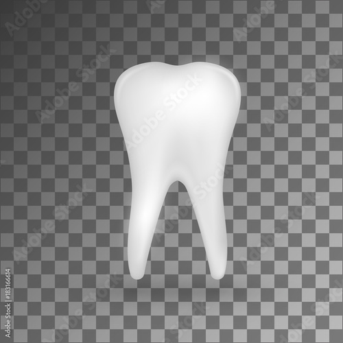 White realistic 3d molar on grey background.