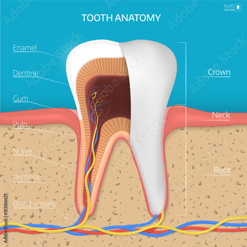 Vector tooth structure. Cross Section Anatomy with all parts.