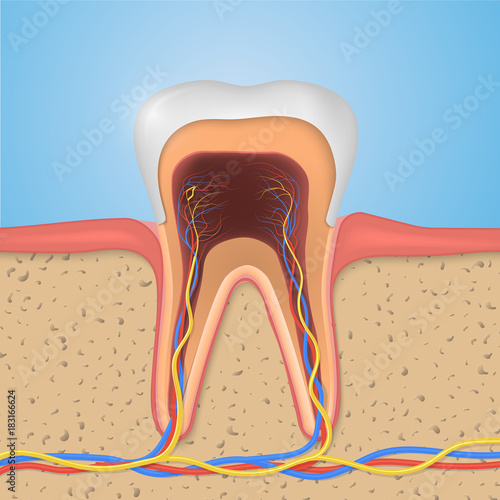 Vector tooth structure. Cross Section Anatomy with all parts.