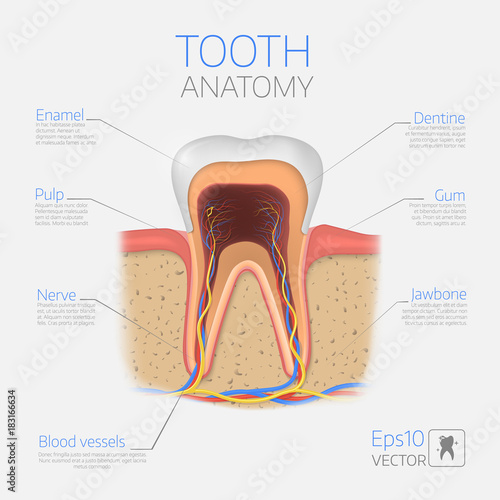 Vector tooth structure. Cross Section Anatomy with all parts.