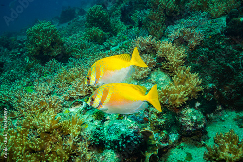 Fish on a reef