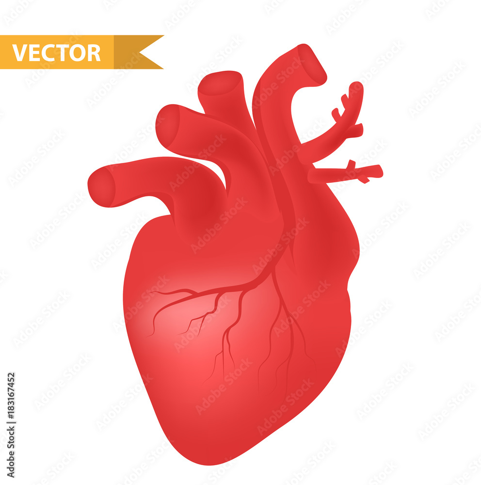 Human heart icon, realistic 3d style. Internal organs symbol. Anatomy, cardiology, concept. Isolated on white background. Vector illustration Human heart icon, realistic 3d style. Internal organs symbol. Anatomy, cardiology, concept. Isolated on white background. Vector illustration