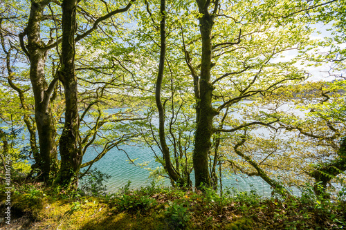 Loch Hyne nature reserve, Cork,Ireland