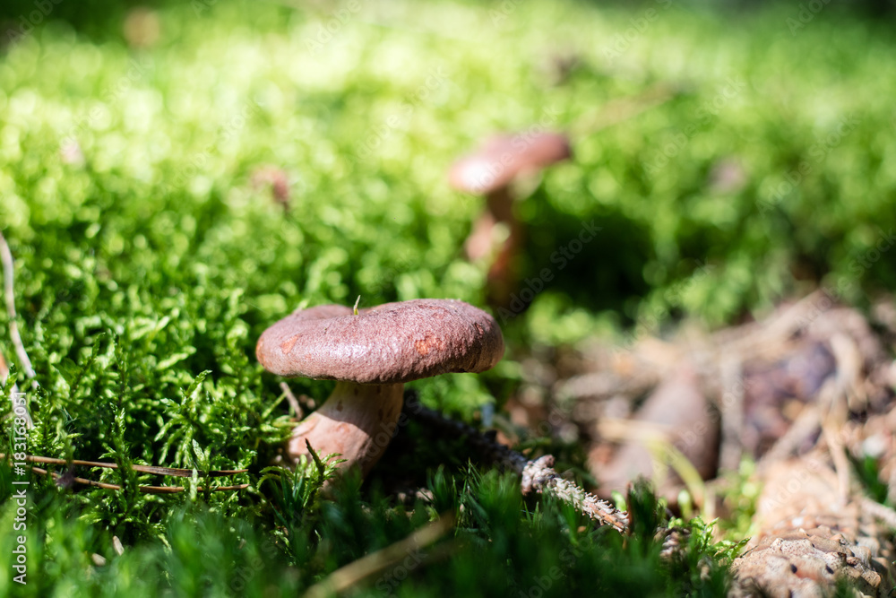 Beautiful poisonous mushrooms and edible mushrooms in the forest. Beautiful poisonous mushrooms and edible mushrooms in the forest.