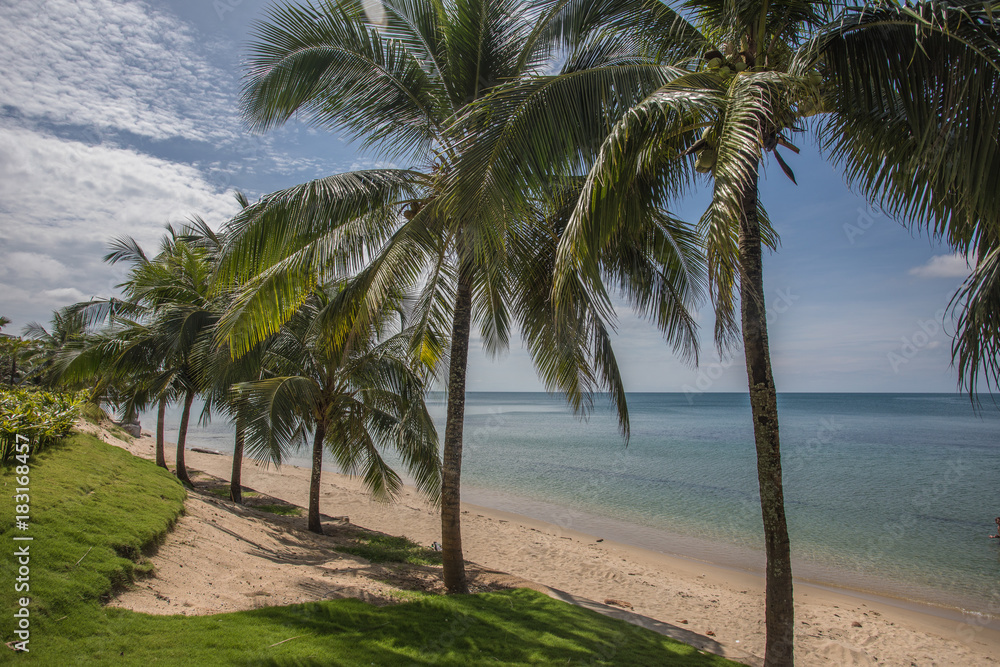 Amazing beach with palm trees in Vietnam Amazing beach with palm trees in Vietnam