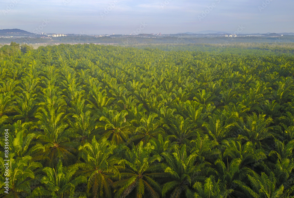 Aerial view of Palm Plantation at South East Asia. Aerial view of Palm Plantation at South East Asia.