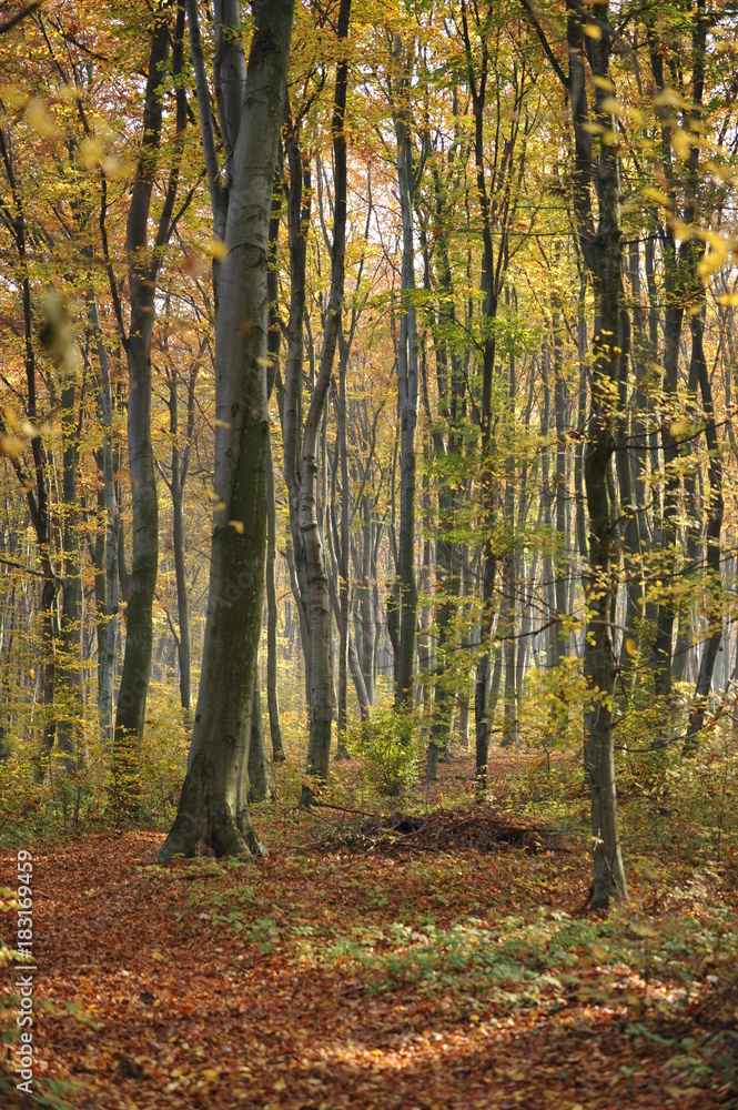 Obraz premium Autumn forest road