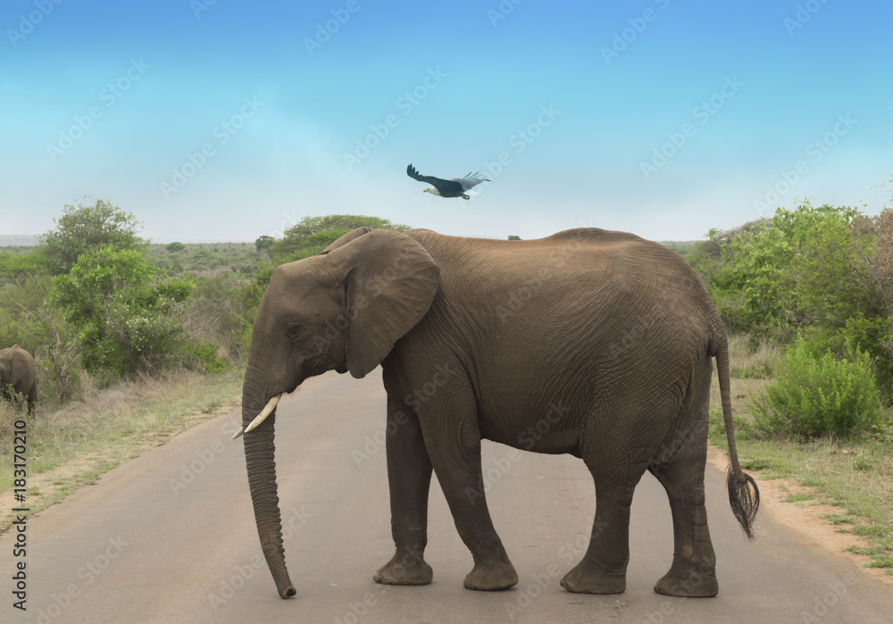 Fototapeta premium éléphant avec un aigle