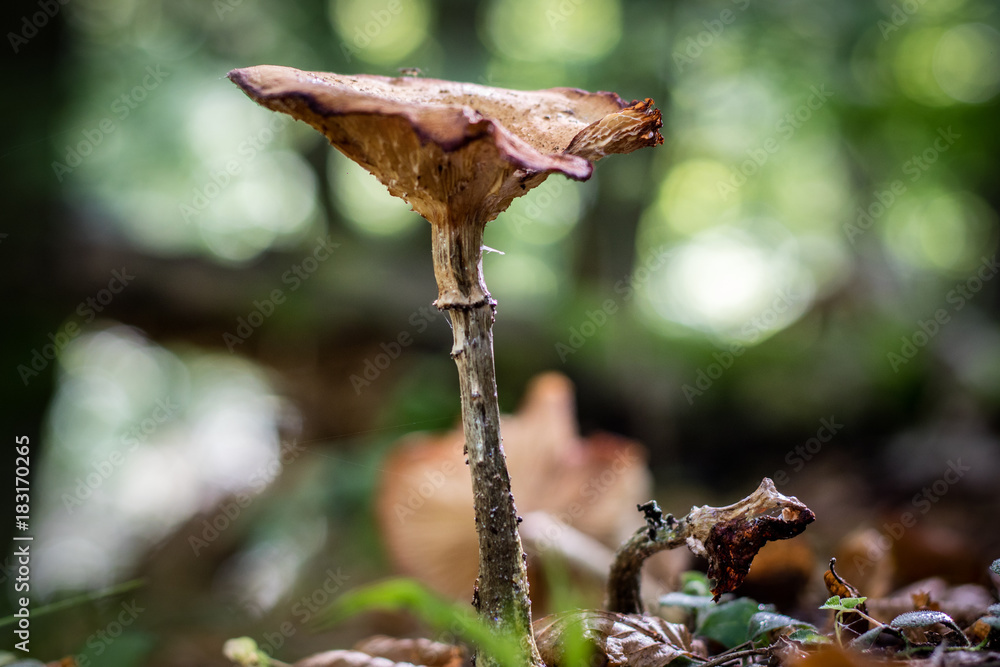 Beautiful poisonous mushrooms and edible mushrooms in the forest. Beautiful poisonous mushrooms and edible mushrooms in the forest.