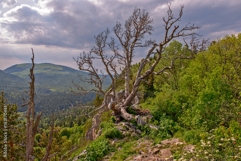 Mountain landscape with summer forest Mountain landscape with summer forest