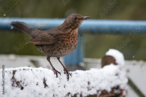 Amsel im Schnee