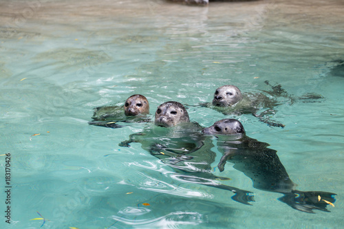 Seehund Familie im Zoo Augsburg
