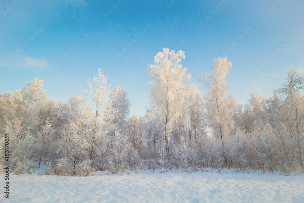beautiful landscape with birch forest,trees covered with snow beautiful landscape with birch forest,trees covered with snow
