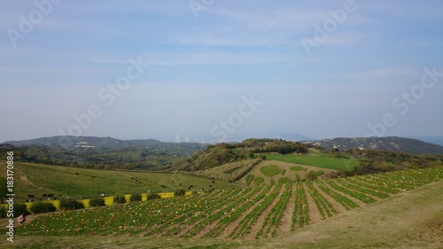 Wallpaper Mural 花畑 Torontodigital.ca