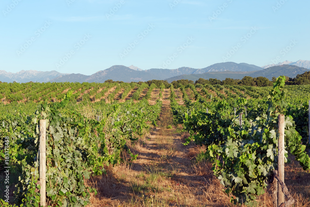 vignes corse dans la plaine d'Aléria