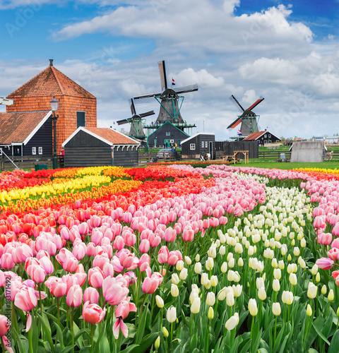 rural dutch scenery of small old houses and canal in Zaanse Schans,, Netherlands with growing tulip flowers