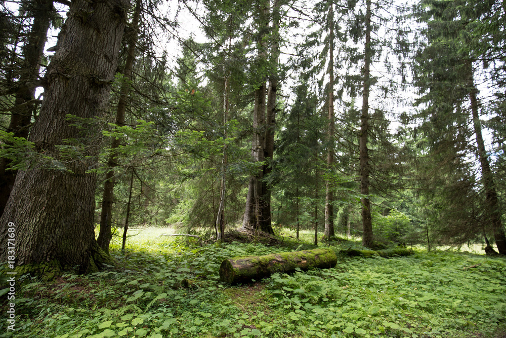 Wald bei Garmisch-Partenkirchen im Sommer Wald bei Garmisch-Partenkirchen im Sommer