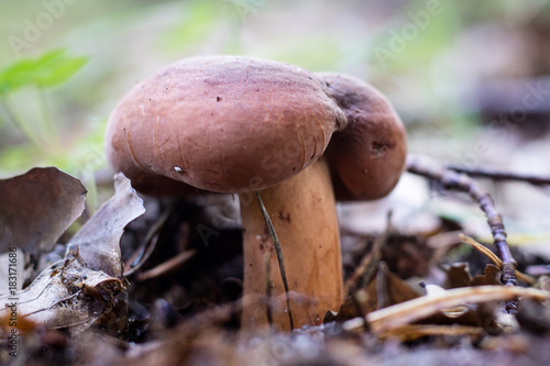 Beautiful poisonous mushrooms and edible mushrooms in the forest.