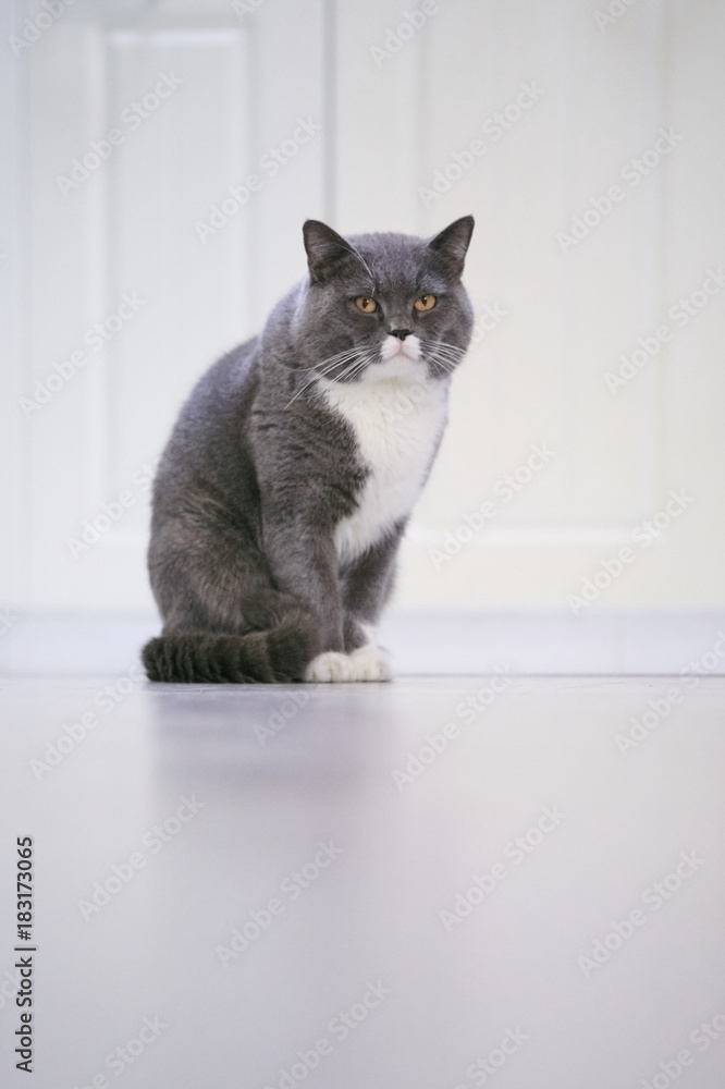 British short cat, indoor shooting