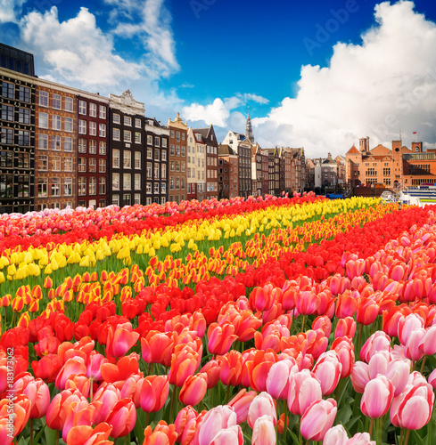 Photography Dutch houses with fresh growing tulip flowers, Amsterdam, Netherlands