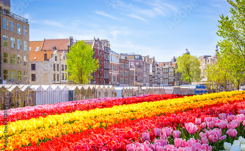 Traditional old buildings and tulips in Amsterdam  Netherlands