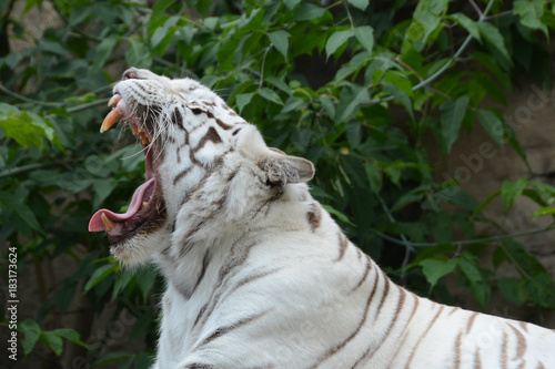 Fototapeta Naklejka Na Ścianę i Meble -  Bengal white tiger