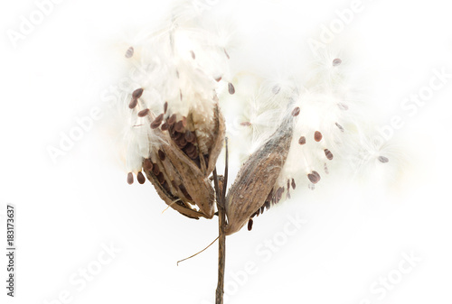 Close-up view of Common Milkweed (Asclepias syriaca) plant isolated on white background