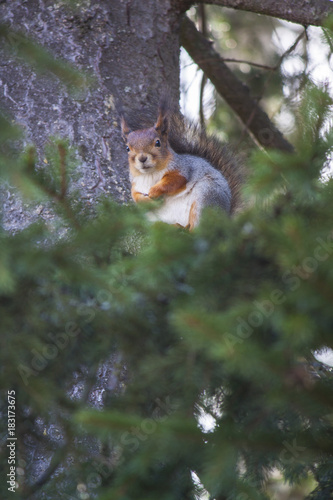 squirrel, fluffy, spruce, finland, animals, tree