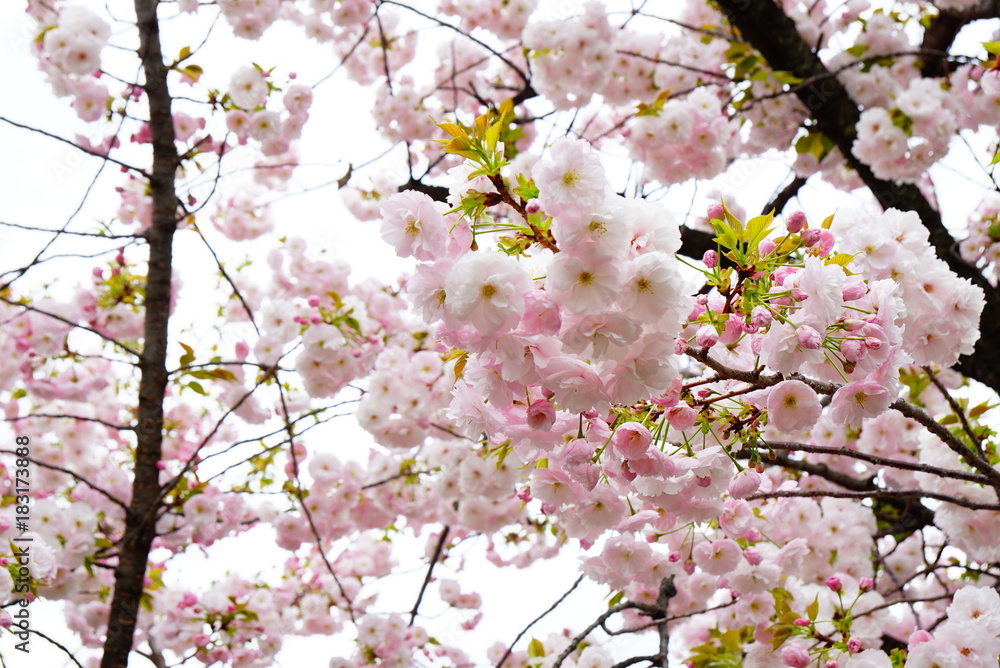 大阪造幣局の八重桜 大阪造幣局の八重桜