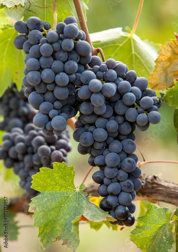 Canvas Print ripe red grape clusters on the vine