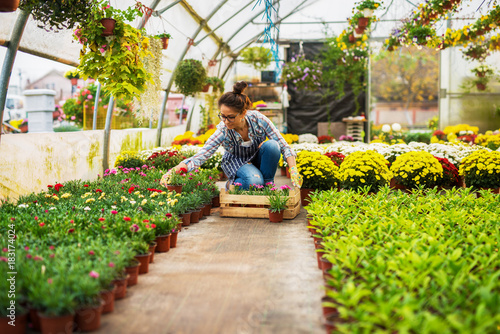 Attractive professional middle aged florist woman holding flowerpot with flowers while kneeling in the greenhouse full of colorful different flowers and lot of flowerpots.