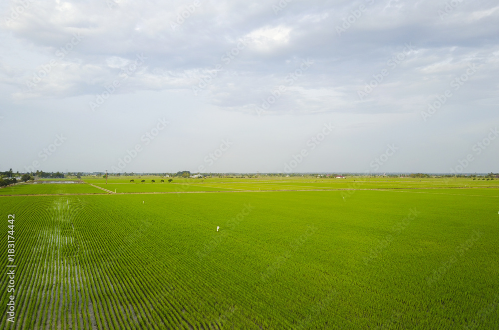Fototapeta premium Aerial shot / Top view of green paddy seed