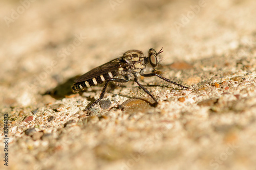 an insect like a fly sits on the rocks