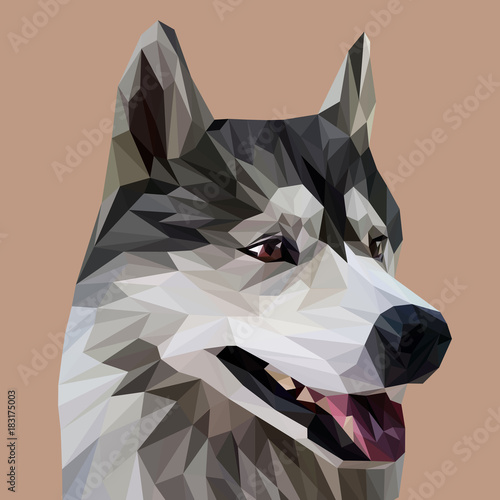 Canvas Print Husky low poly design. Triangle vector illustration.