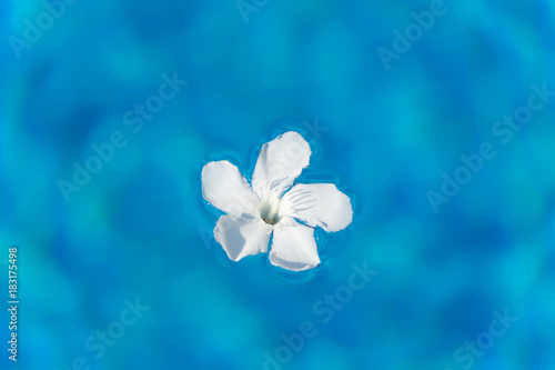 White oleander flower floating in sunny swimming pool blue water (with bug)