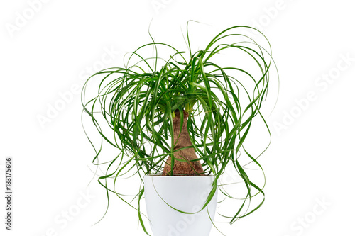 Potted evergreen ponytail palm (Beaucarnea Recurvata) isolated on white background photo