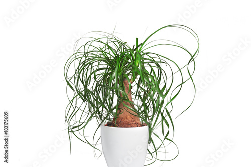 Potted evergreen ponytail palm (Beaucarnea Recurvata) isolated on white background photo