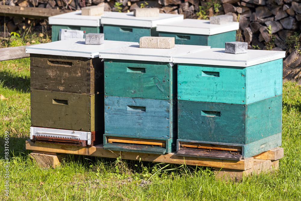Beehive wooden boxes in green grass Beehive wooden boxes in green grass