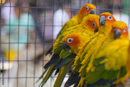 Sun conure beautiful birds were kept in cages. © chamnan phanthong