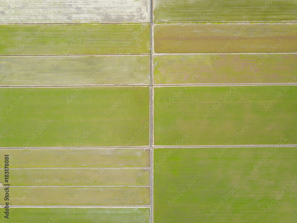 Aerial shot / Top view of green paddy seed.